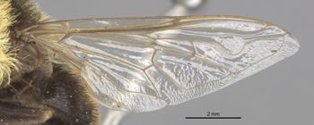 Media type: image;   Entomology 4072 Aspect: front wing